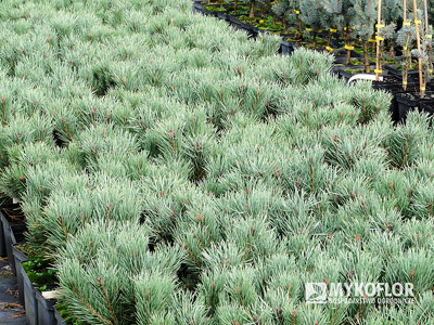 Сосна обыкновенная Вотерери